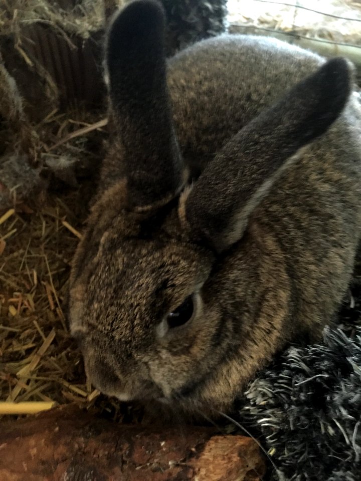 Nokomis, United states, Rabbit