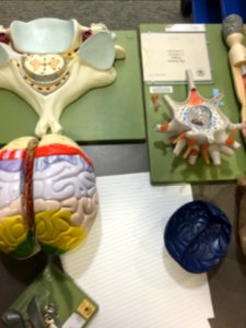 A fake brain.