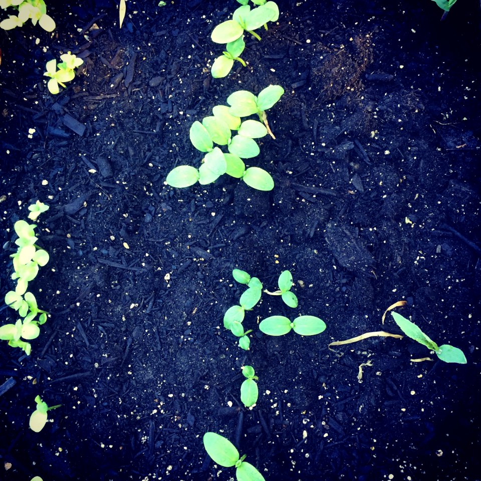 Nokomis, United states, Cucumber