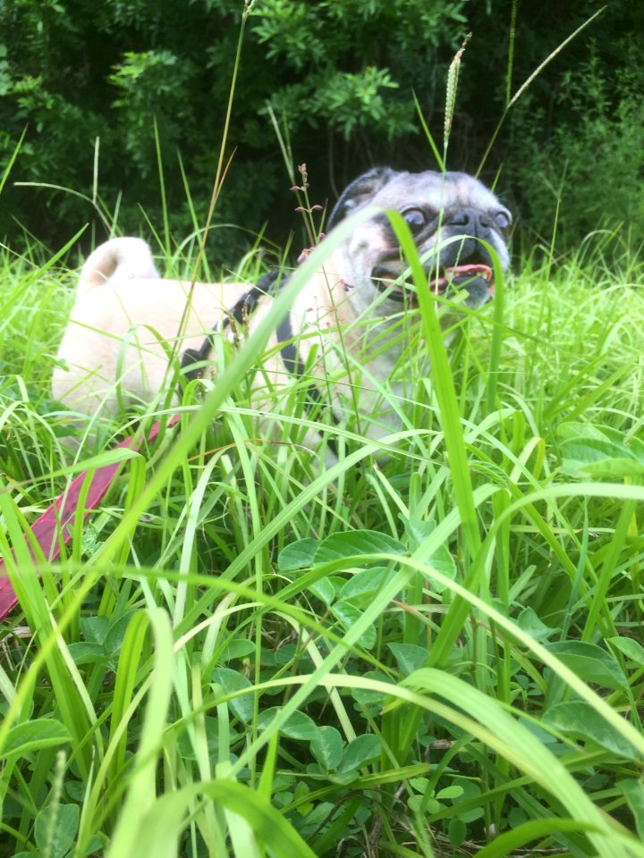 Nokomis, United states, Grass