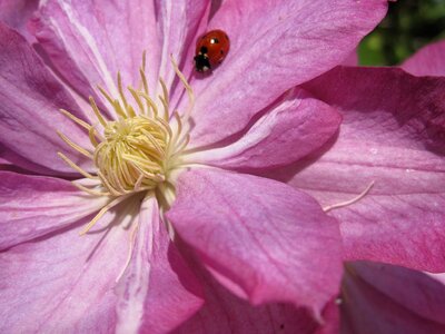 Blossom botany bug