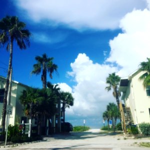 Bradenton beach, United states, Trees