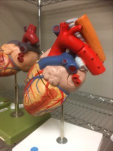 An organ display in a medical office.