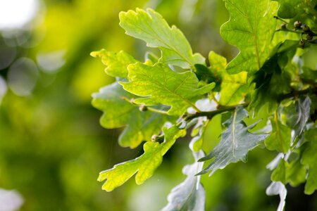 English oak leaves tree