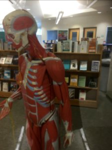 Lakewood ranch, United states, Human anatomy