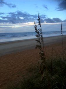 Flagler beach, United states, Sea oats photo