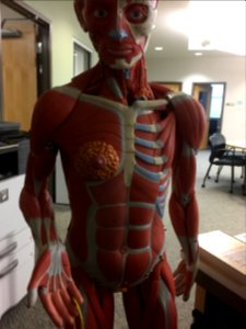 A skeleton in a medical office.