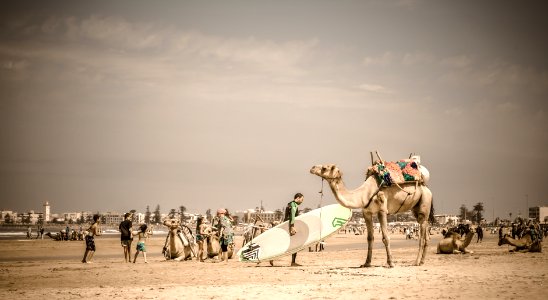 Essaouira, Morocco, Surfporn photo