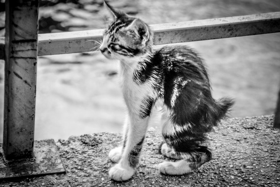Kotor, Montenegro, Animal
