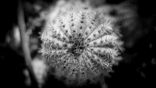 Vinar s, Spain, Macro