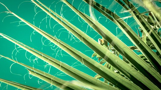 green plant-print textile photo