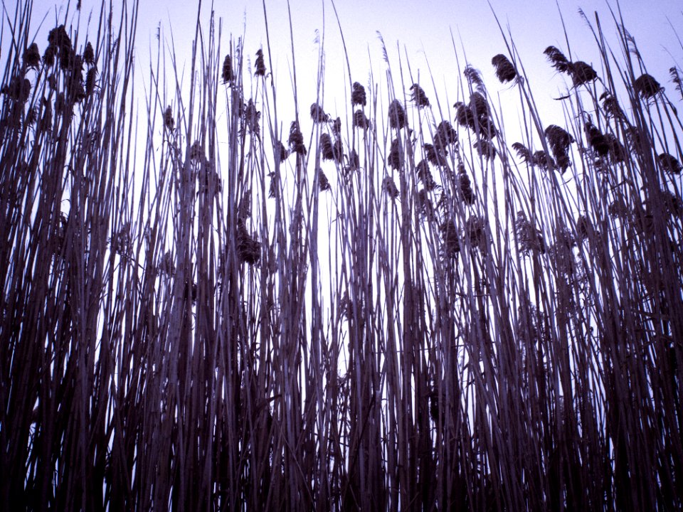 Nature, Delta del llobregat, Spain