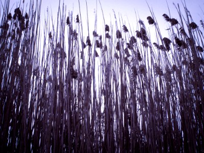Nature, Delta del llobregat, Spain