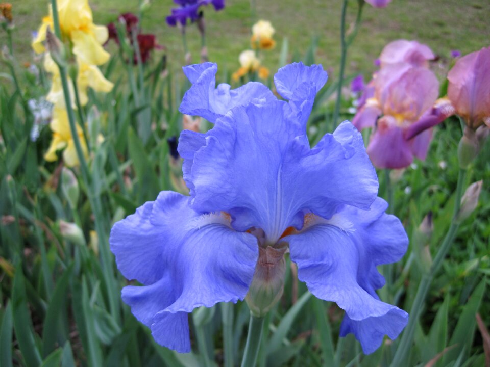 Plant nature spring
