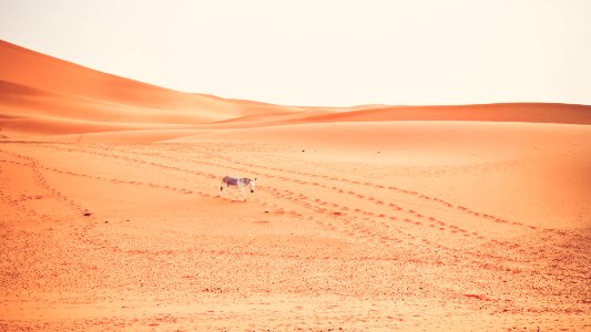 Erg chebbi, Morocco, Dune photo