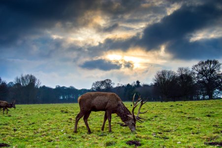 Forest, Cloudy, Deer