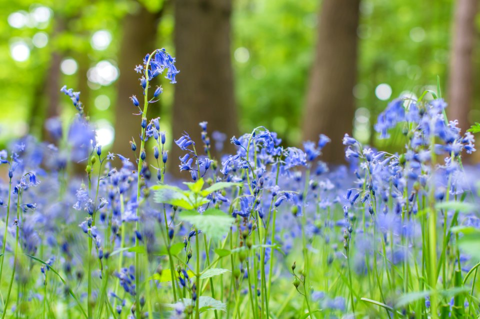 Forest, Flowers, Life