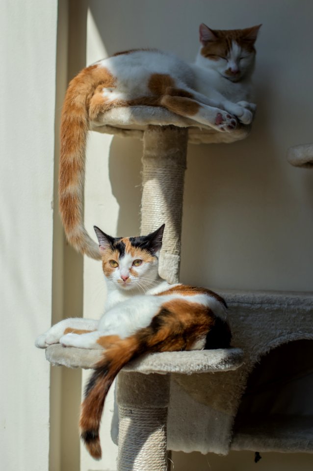 Pets, Chilling, Animals