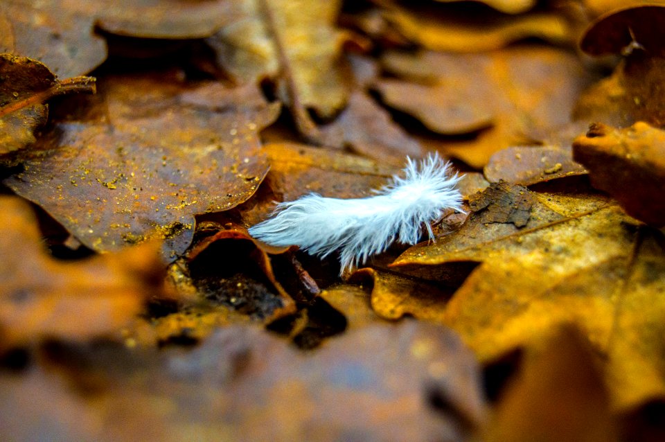 Autum, Lonely, Leaves