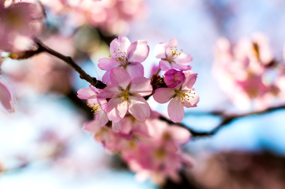 Tree, Flower, Nature