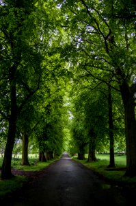 Green, Path, Forest photo