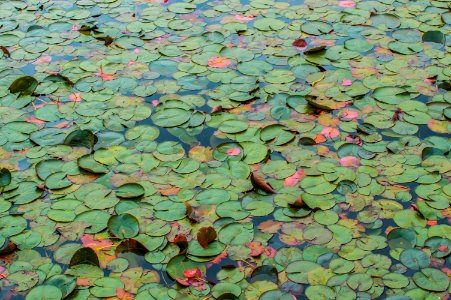 Leaves, Water, Green