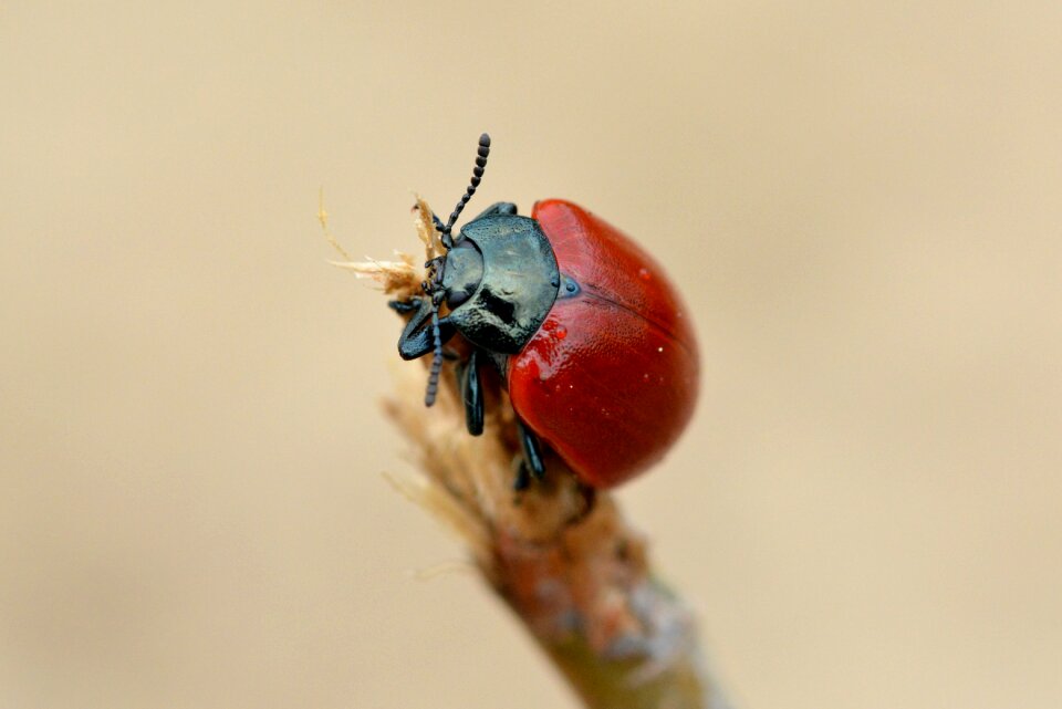 Insect close up macro
