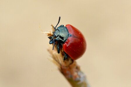 Insect close up macro