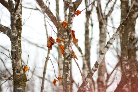Trees, Fall, Leafs