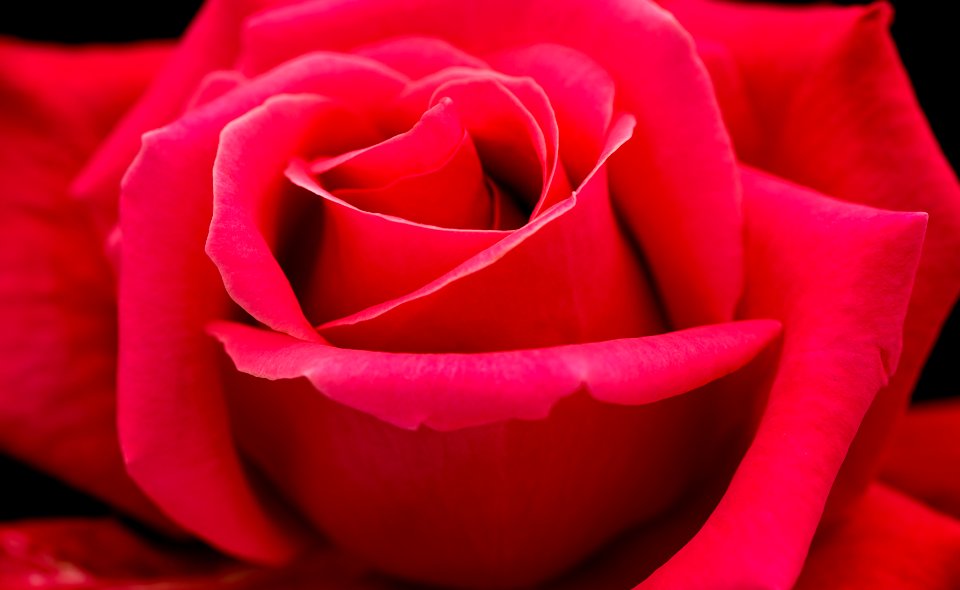Southport, United kingdom, Flower