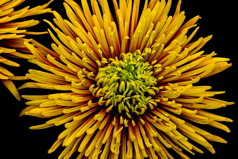 focus photo of yellow cluster flower