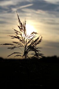 Background plant sunset photo
