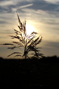 Background plant sunset
