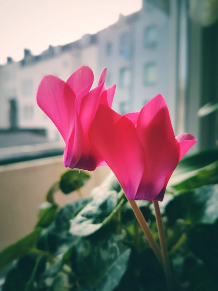 Pink flowers sitting inside near a window.
