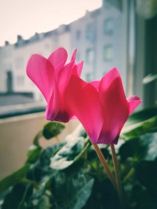 Pink flowers sitting inside near a window.