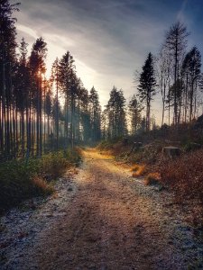 H ttener berge, Germany, Trees