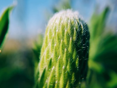 Nok, Nature, Background