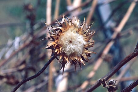 Summer dry arid