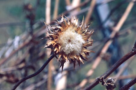 Summer dry arid photo