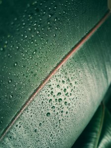 A macro shot of rain on a leaf. photo