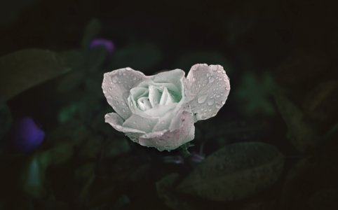 purple flower with green leaves