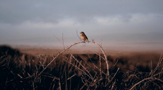 brown bird perched on brown plant during daytime photo