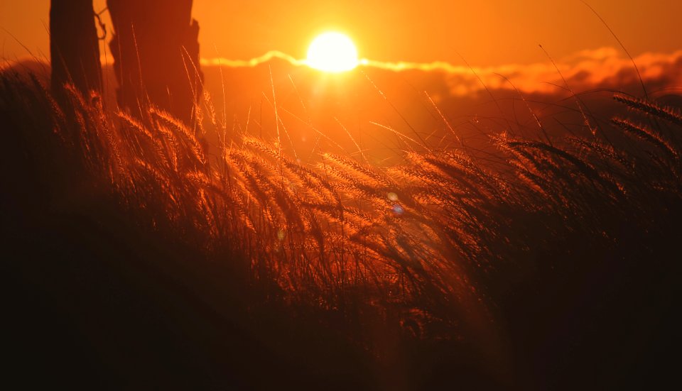 sun setting over the grass