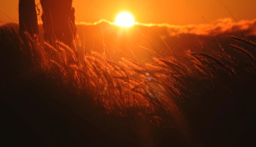 sun setting over the grass