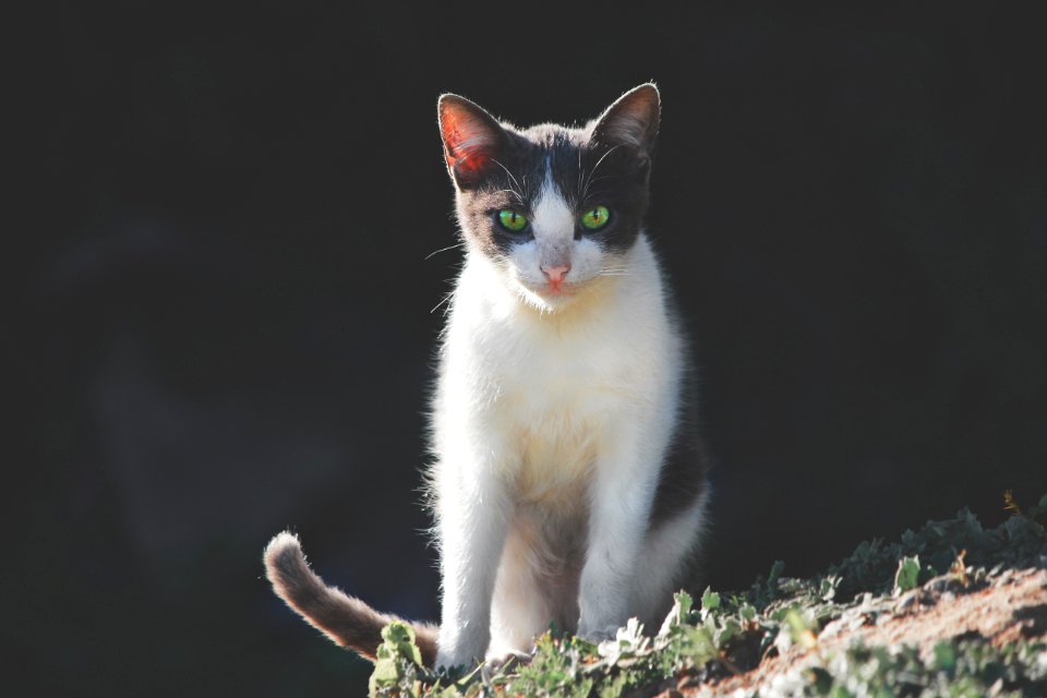 white and black cat on green grass