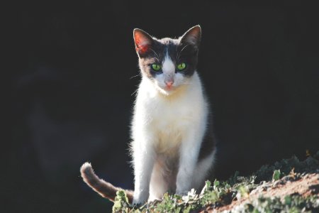 white and black cat on green grass photo