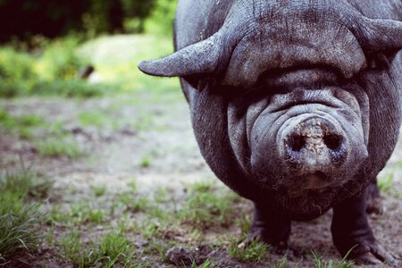 Boar swine piggy photo