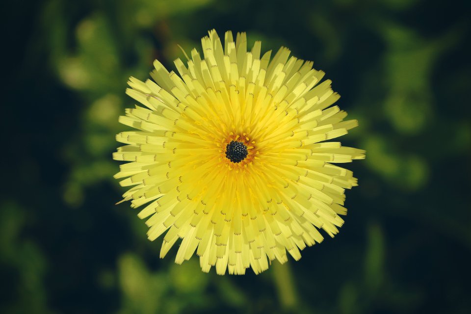 Asilah, Morocco, Nature life