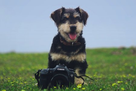 black and tan short coat small dog on green grass field during daytime photo