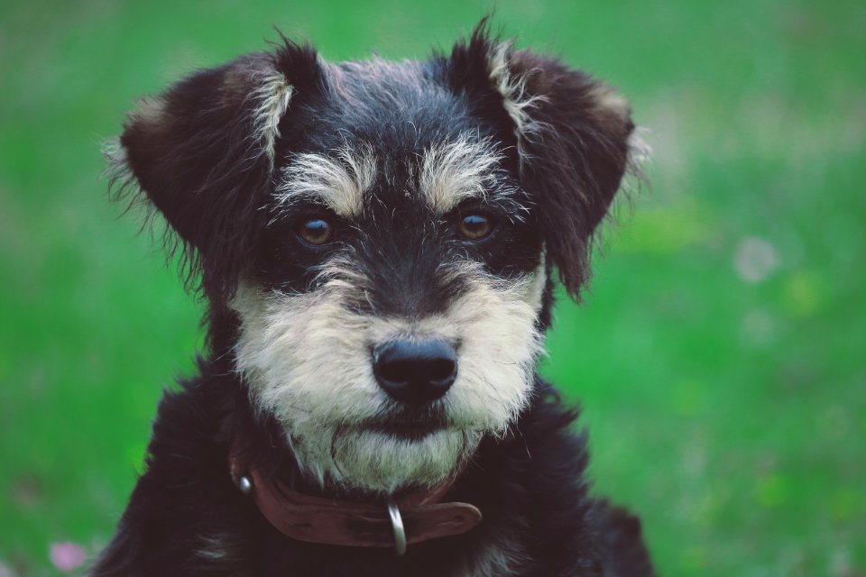 black and tan short coat small dog photo